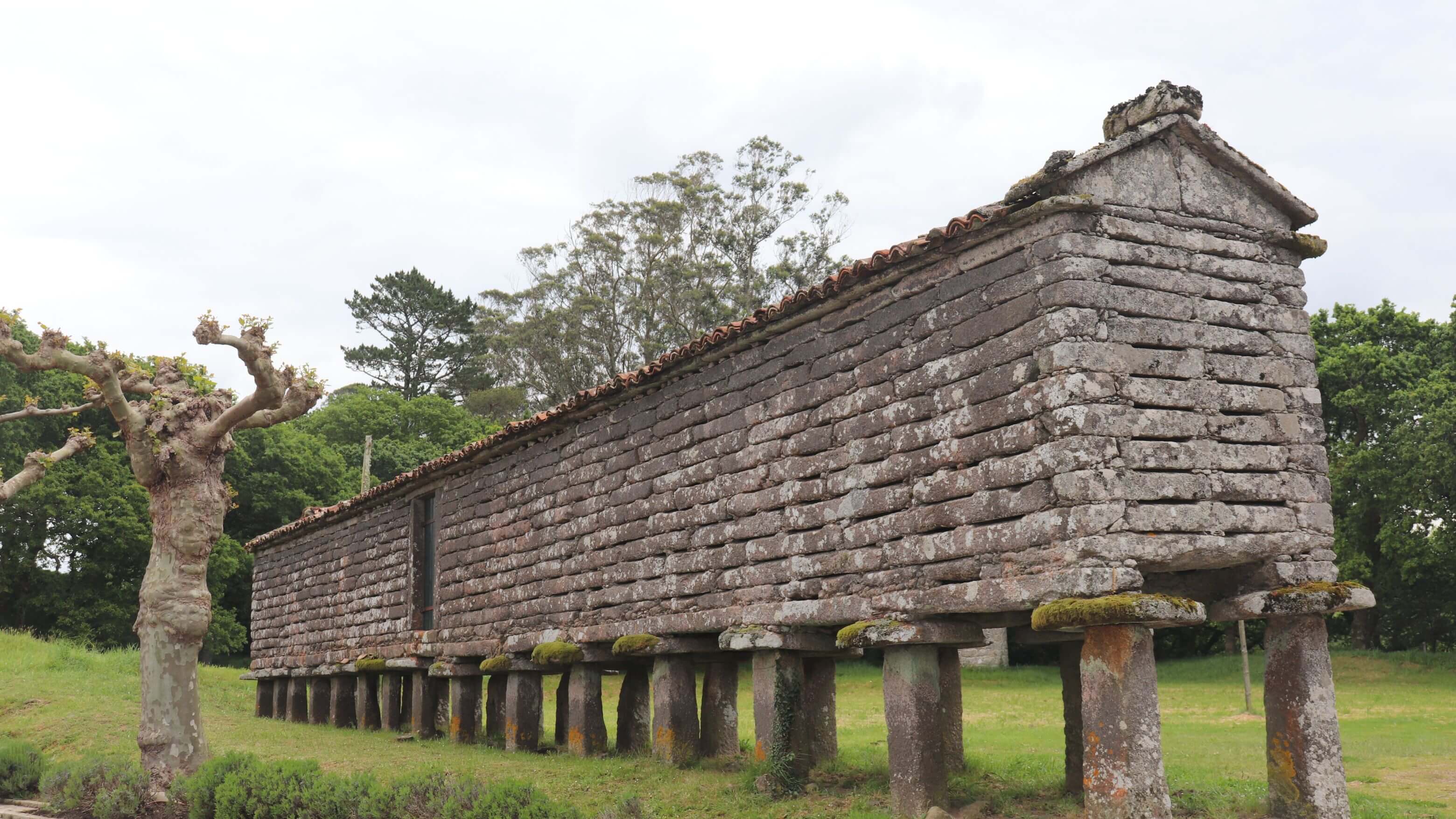 Hórreo galicien traditionnel (greniers surélevés) construit à partir de dalles de granit gris patiné, reposant sur une rangée de piliers en pierre surmontés de pierres de couronnement plates destinées à empêcher l'accès aux rongeurs. Toit en pente recouvert de tuiles en terre cuite brun-orange. La base des piliers est recouverte de mousse et de lichen. Un arbre étêté se dresse à côté de la structure, avec la forêt en toile de fond. Ces bâtiments de stockage fonctionnels témoignent de plusieurs siècles de tradition agricole le long du Camino Primitivo.