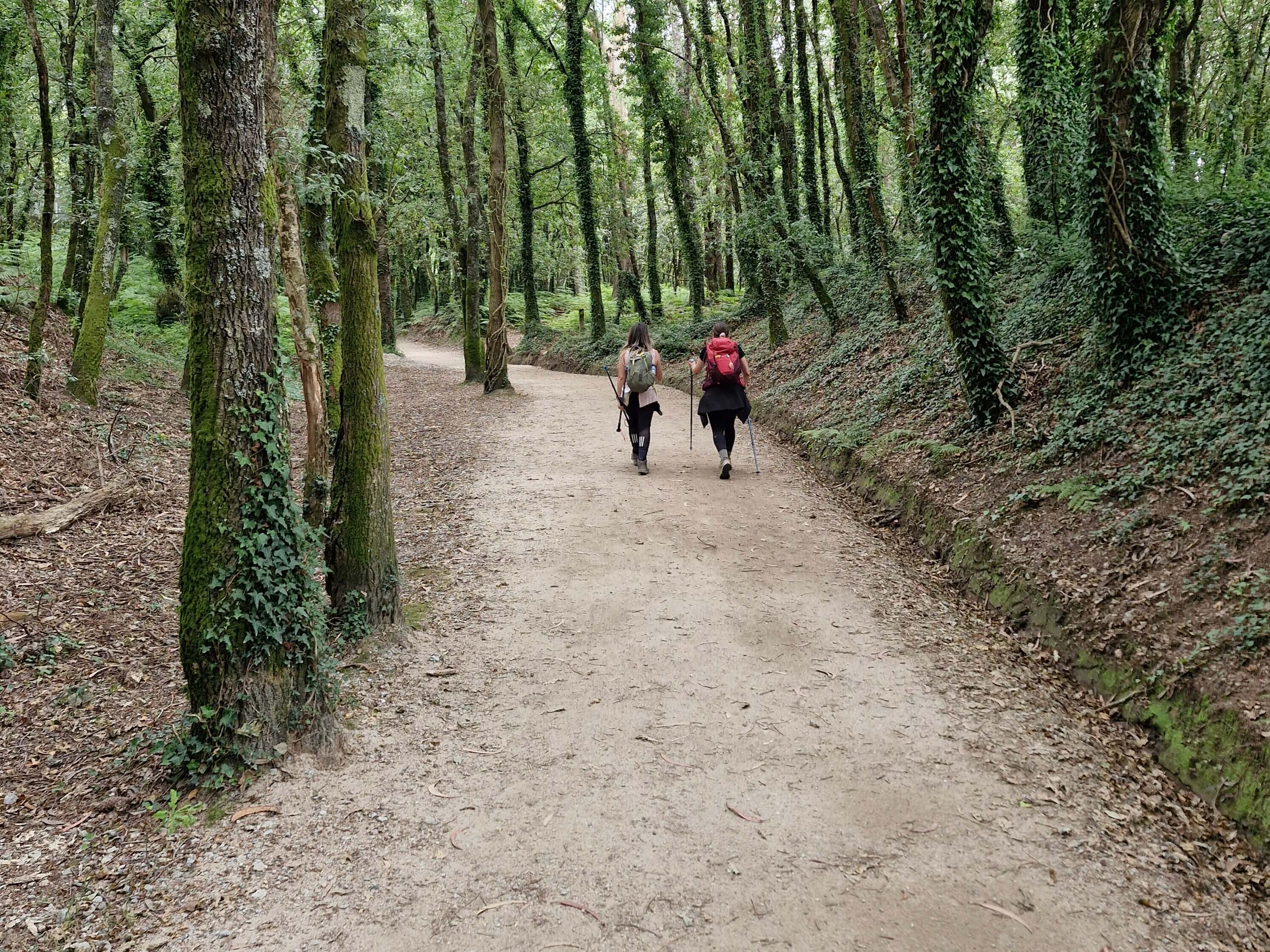 Hikers on a forest path on the Camino Portuguese Traditional Route