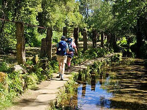 Camino Portuguese (Traditional Route) hikers walking on a path beside still clear stream shaded by trees