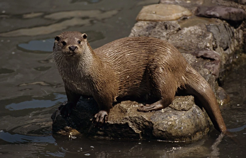 european otter ref costa verde portugal