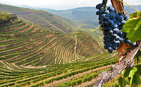 Porto & Douro Valley (Signature Trails)