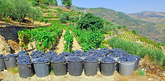 Porto & Douro Valley (Signature Trails)