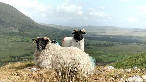 Connemara & the West of Ireland