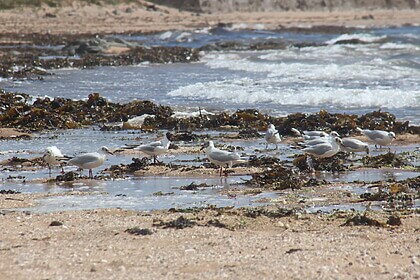 Fife Coastal Path