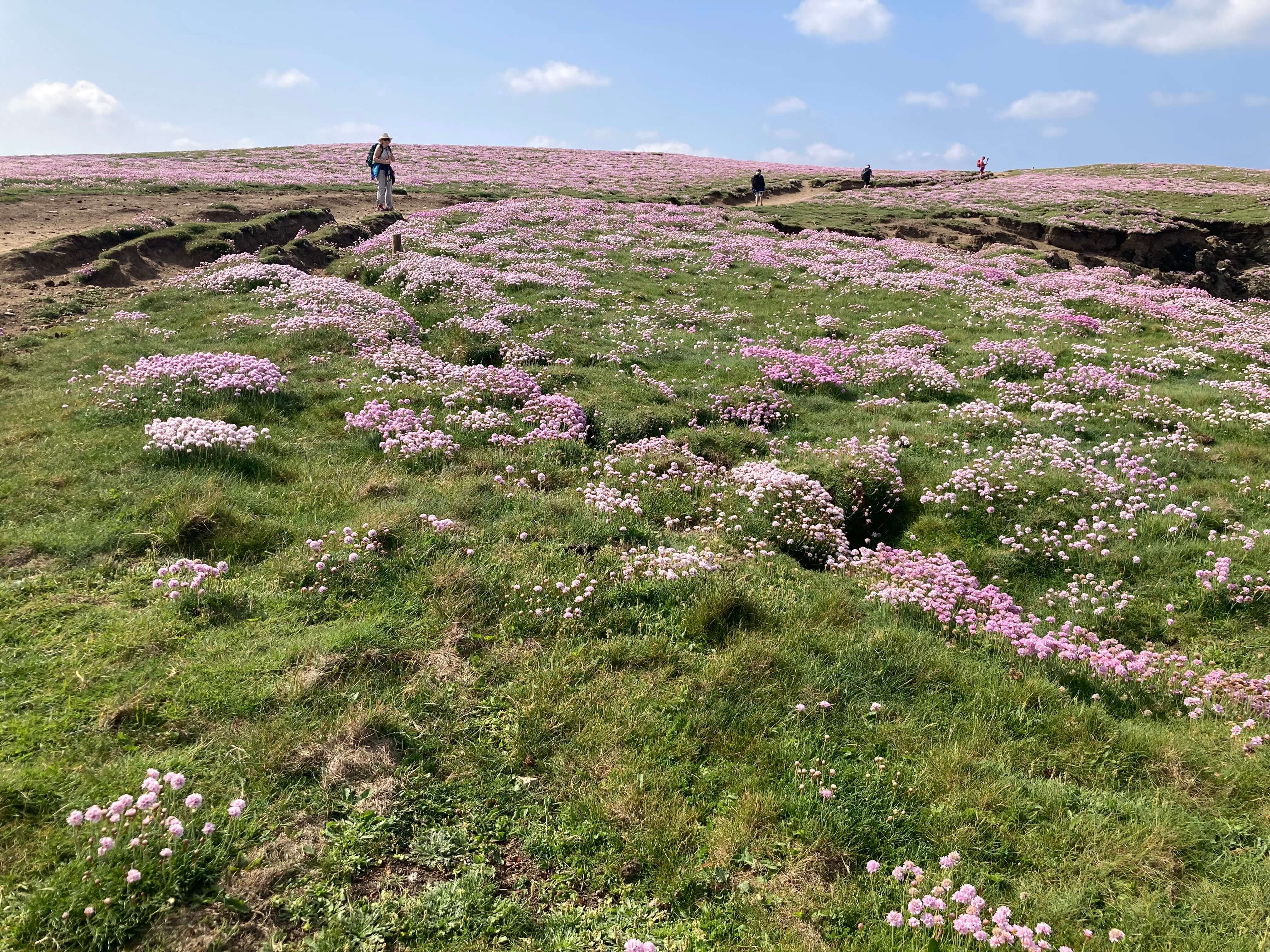 swcp2 pink heather on hilltop path