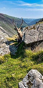 Wicklow Way & Glendalough Trails