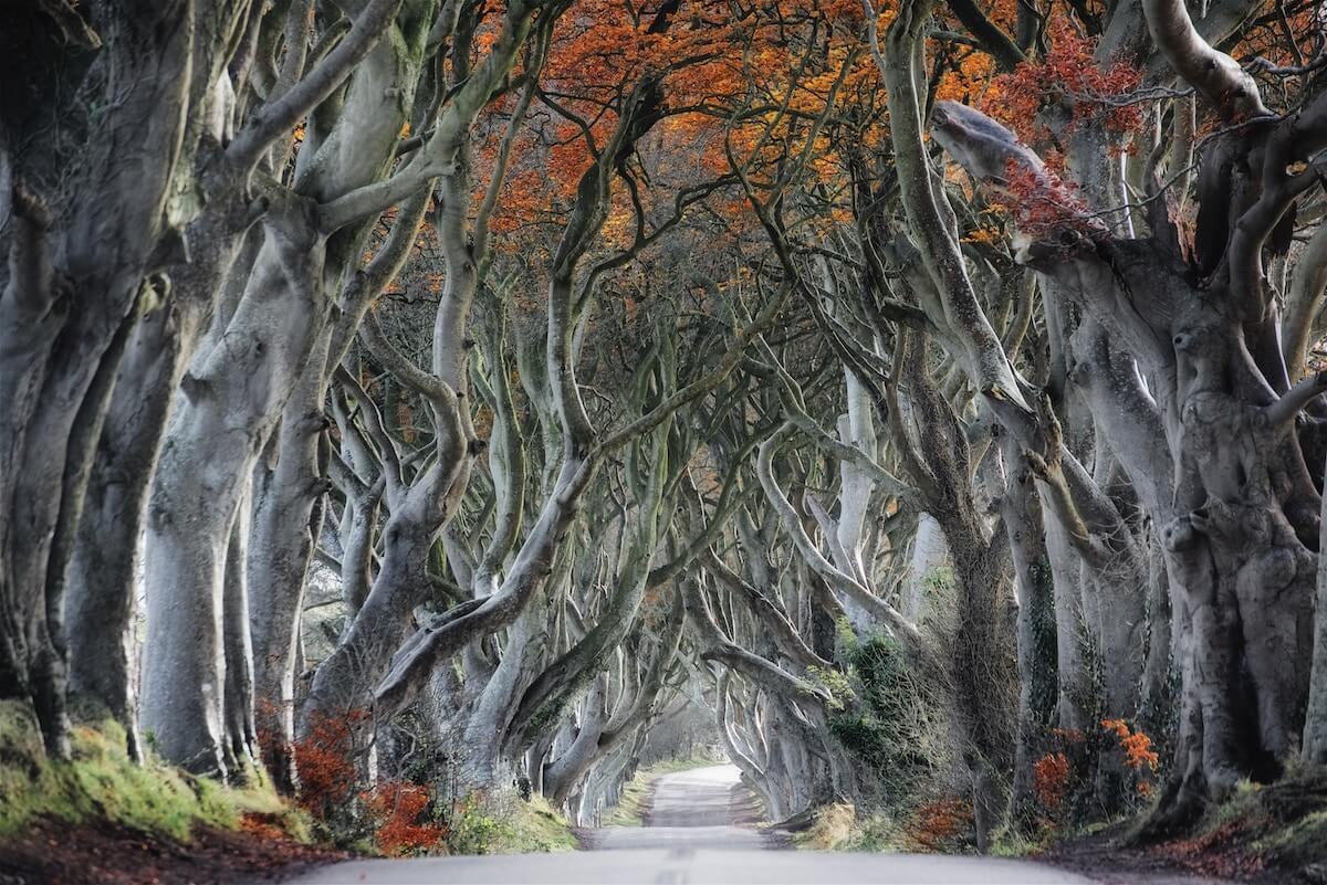 Game of Thrones locaties in Noord-Ierland Dark Hedges Antrim Way