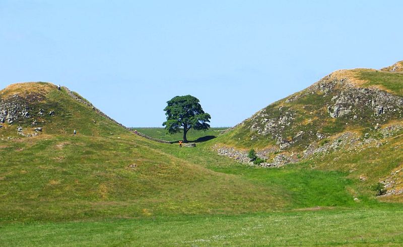 Der namensgebende Ahornbaum in der Sycamore Gap entlang des Hadrianswalls