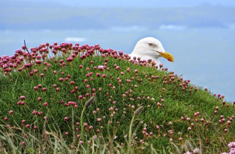 Seagull_Trerathick_Point_Cornwall_South_West_Coast_Path_Hiking_Walking_England