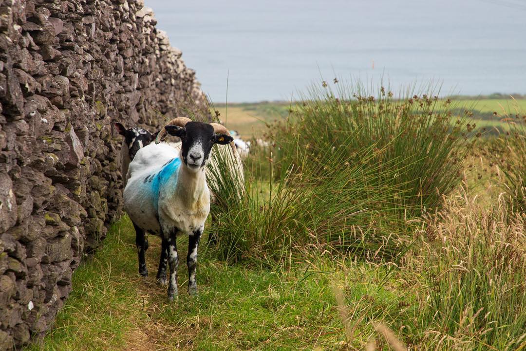 Sheep_Kerry_Way