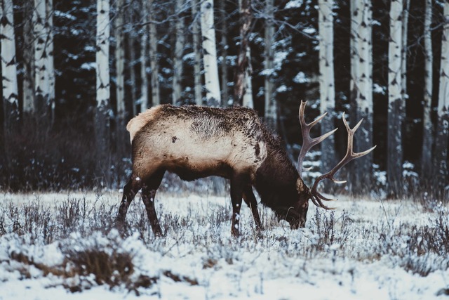 Winter Wildlife